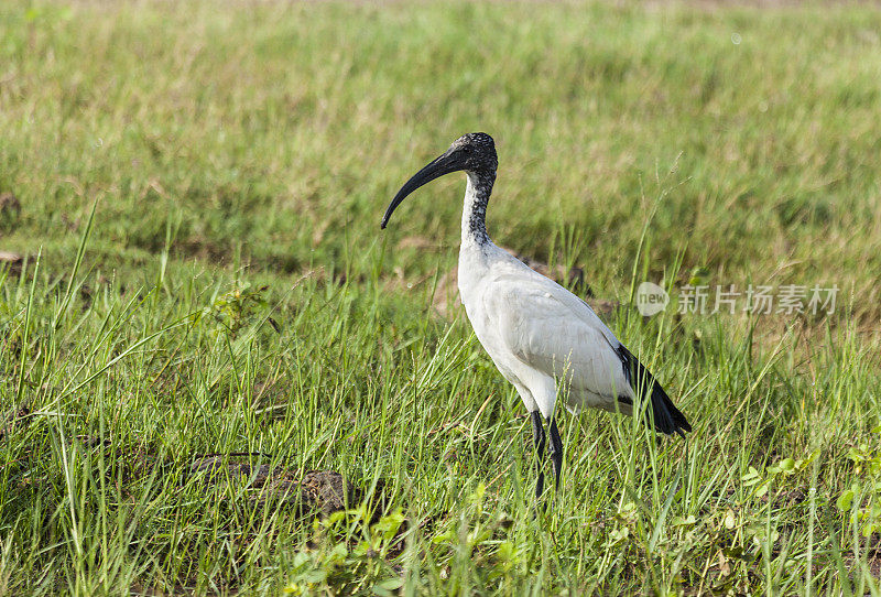 African Sacred Ibis, juvenile (Threskiornis aethiopicus); Chobe N.P., Botswana, Africa